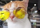 Adoptar un gato por primera vez: consejos que debes saber antes de darle un hogar.