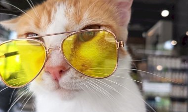 Adoptar un gato por primera vez: consejos que debes saber antes de darle un hogar.