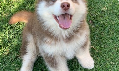 Cómo cuidar a tu perro en casa: 10 consejos para que esté sano y feliz