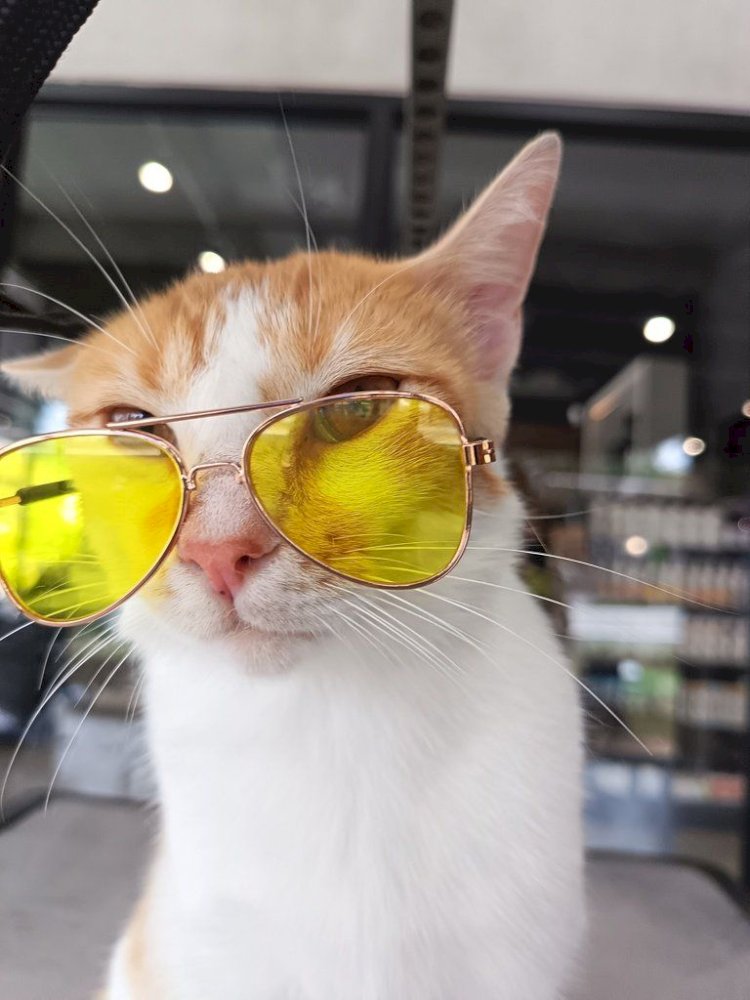 Adoptar un gato por primera vez: consejos que debes saber antes de darle un hogar.