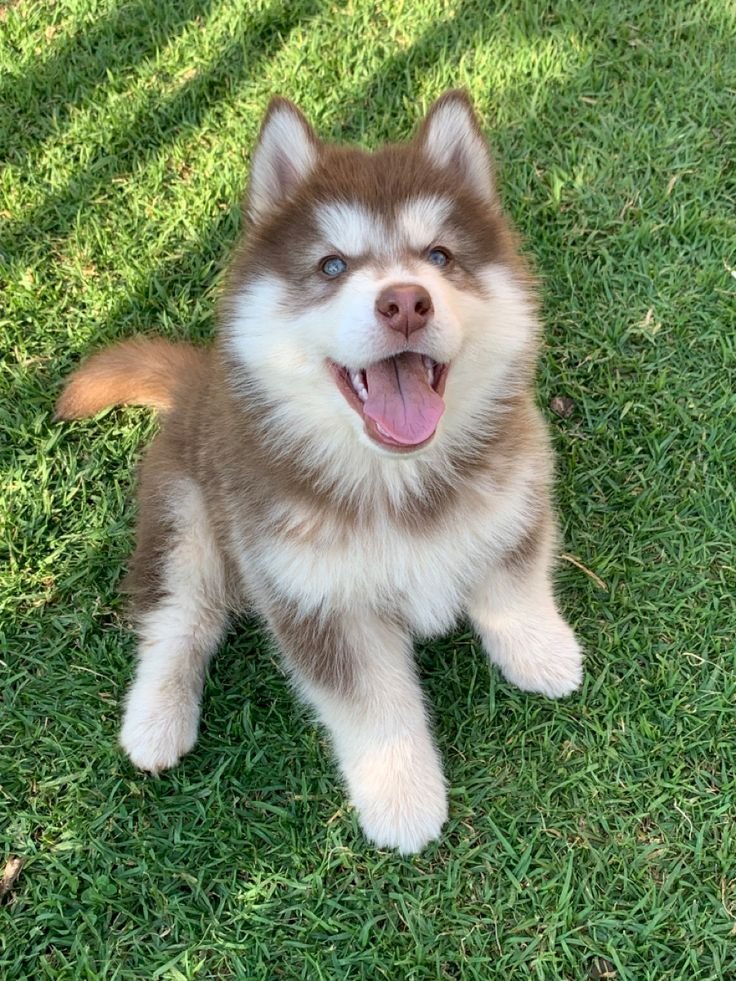 Cómo cuidar a tu perro en casa: 10 consejos para que esté sano y feliz